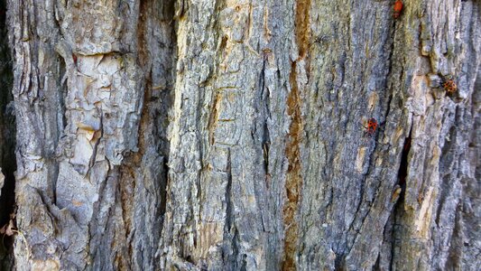 Wood structure beetle