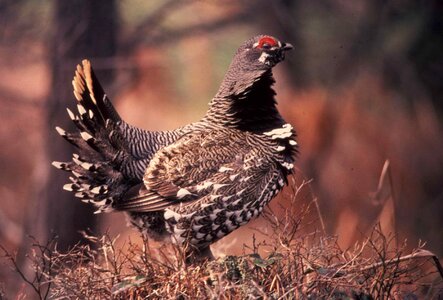 Alert bird Centrocercus urophasianus