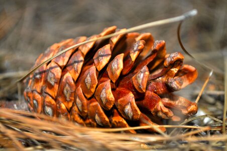 Nature seeds fall photo