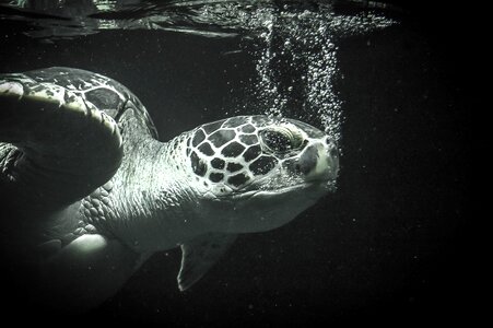 Animal black and white bubble