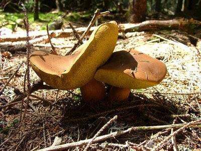 Forest pine soil photo