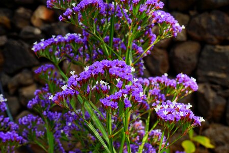 Bloom limonium sinuatum beach lilac