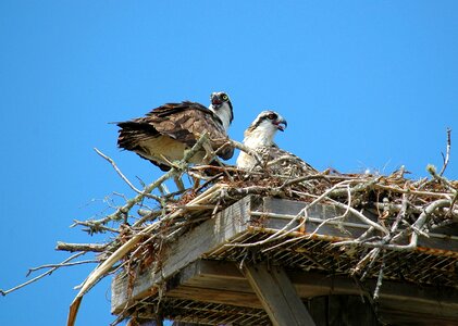 Nest young birds of prey