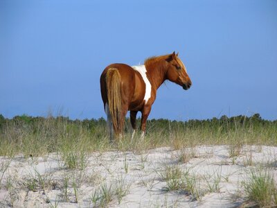 Pony chincoteague island virginia