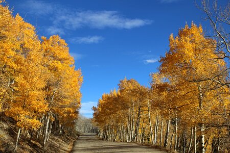 Abies autumn dirt road photo