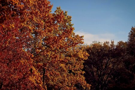 Autumn autumn season blue sky photo