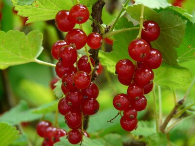 Berries fruit red photo