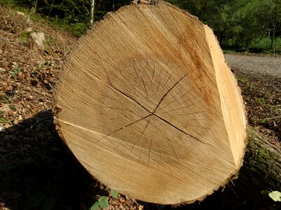 Cracked forest like