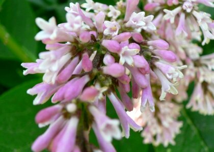 Bloom Lupinus polyphyllus pink photo