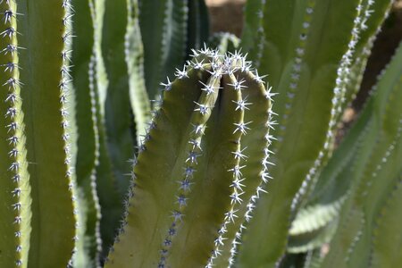 Desert natural plant photo