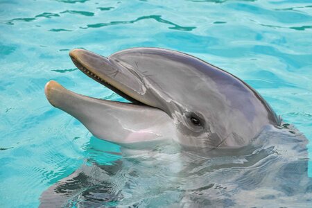 Animal beautiful photo dolphin