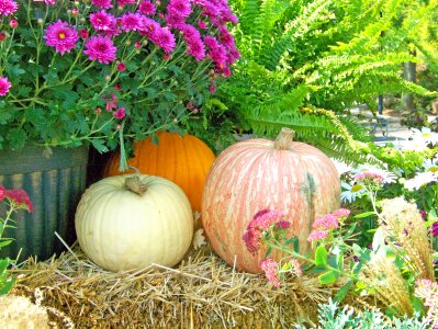 Hay pumpkin fall