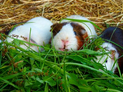 Caviidae rodents animal photo