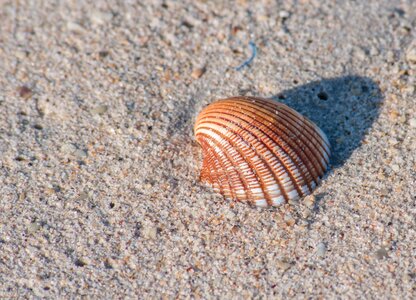 Shell on the beach photo