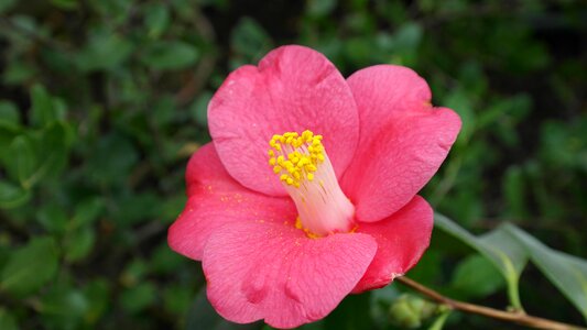 Shrub flower flora nature