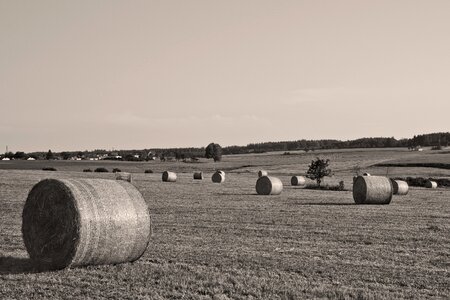Agriculture straw bales field photo