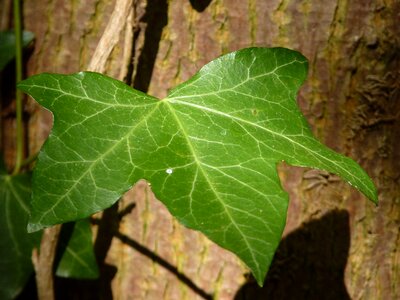 Climber plant green ivy leaf
