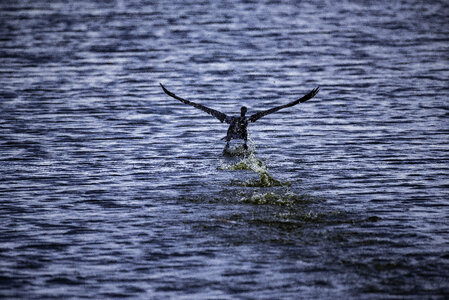 Cormorant taking flight photo