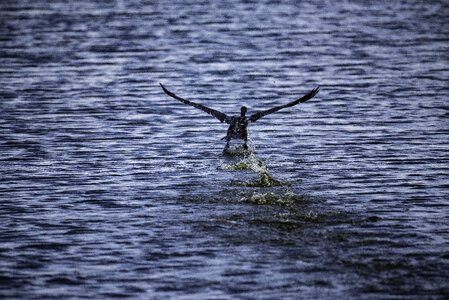 Cormorant taking flight