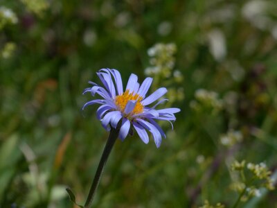 Purple violet alpine aster photo