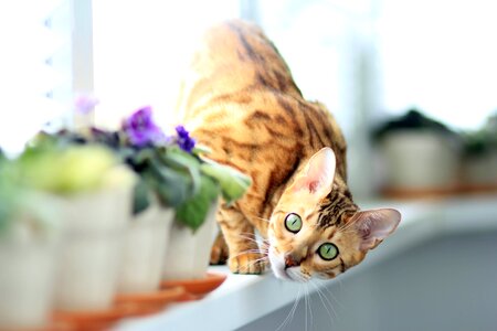 On the windowsill pet bengal photo