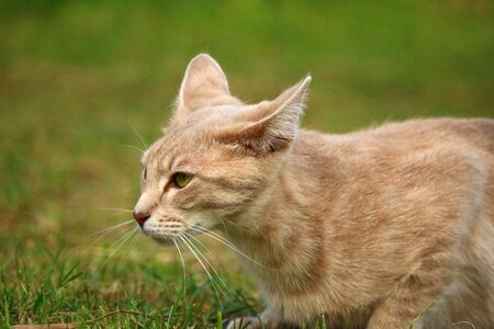 Animal cat claw