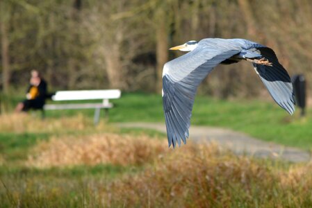 Nature fly wings