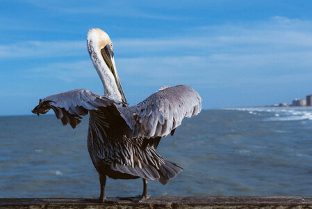 Pelican is Getting Ready for Flight photo