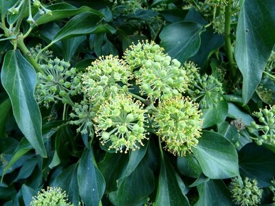 Hedera helix climber plant hedera photo