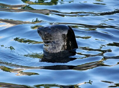 Marine mammal surface ocean
