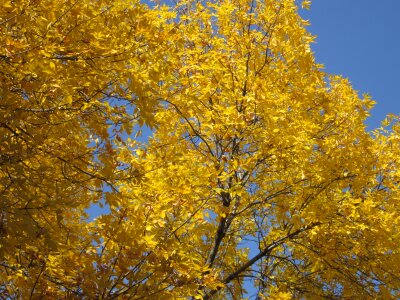 Golden autumn autumn background photo