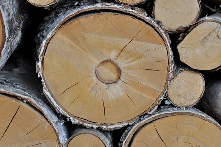 Birch wood lumber nature photo