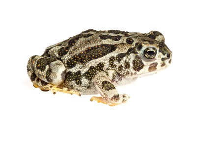 Great plains toad photo