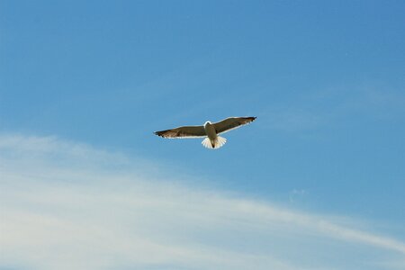 Bird Flying Blue Sky photo