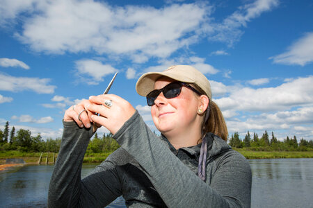 Biologists sample Pacific salmon
