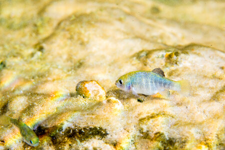 Ash Meadows Amargosa pupfish-2