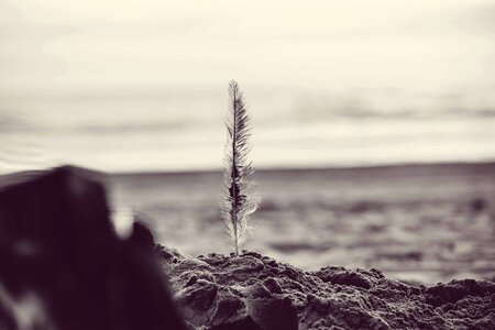 Beach black and white coast photo