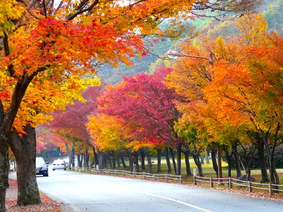Fall fall colors mount naejangsan