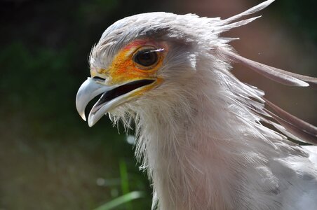 Beak detail eagle photo