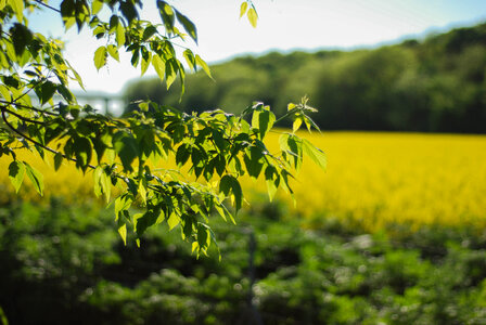 Branch photo