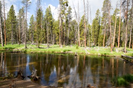 Mount Washburn Trail, Yellowstone National Park