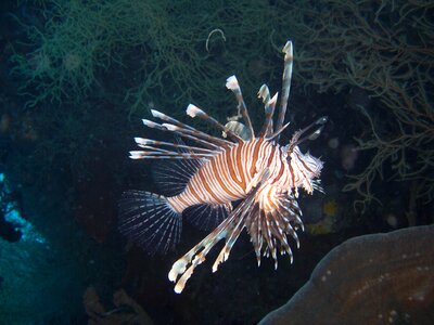 Cobra fish sulawesi walea photo