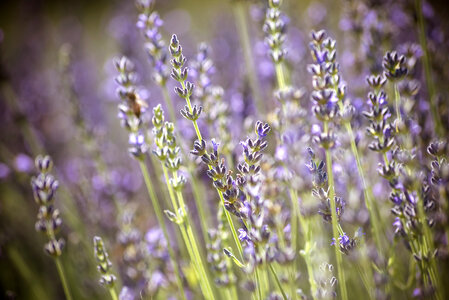 Branches of flowering lavender photo