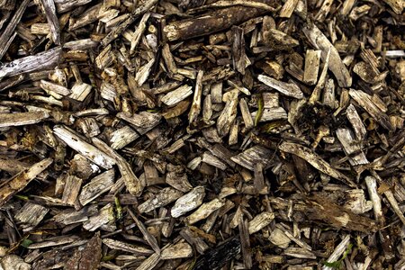 Dry firewood pile photo