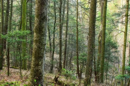 Bark branch climate