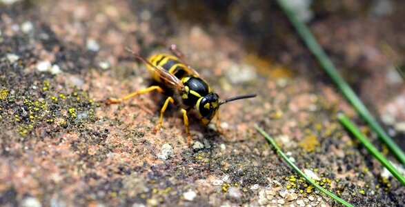 Animal arthropod beetle photo