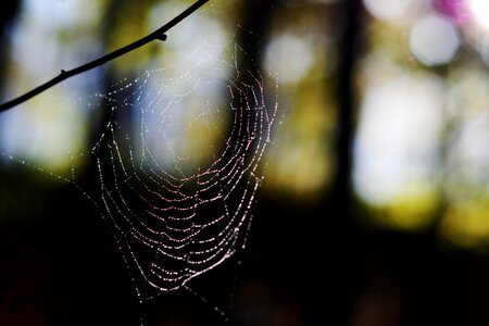 Spider web