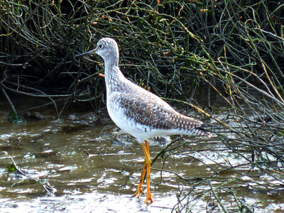 Greater Yellowlegs-3 photo