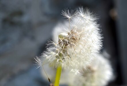 Dandelion flower haulm photo