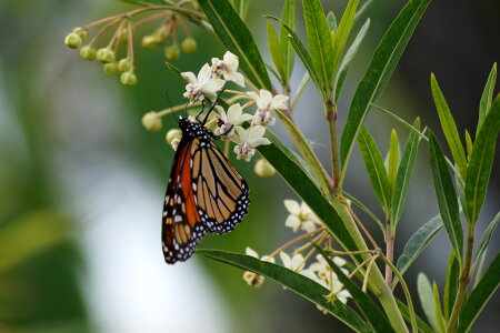 Monarch Butterfly on Milkweed flowers